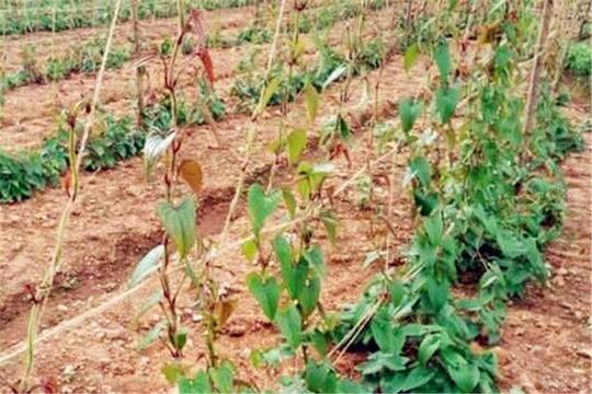 小伙子在超市发现商机,回农村种植这个,年收入达到了