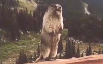 尖叫土拨鼠表情包抽搐gif动图