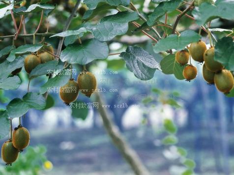 广元山寨村因地制宜找财路,种植猕猴桃精彩致富_农村