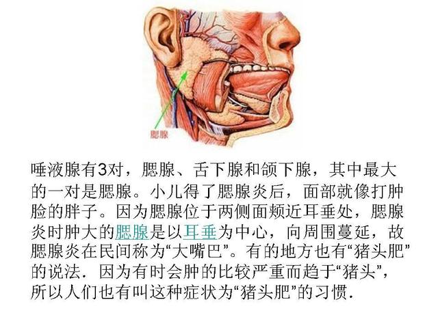 宝宝得了腮腺炎会有什么症状