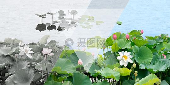 夏季荷塘荷花池塘图片下载