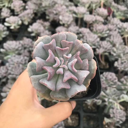 新品雪精灵遇见多肉植物盆栽粉色状态叶铲状多肉新手好养活血精灵