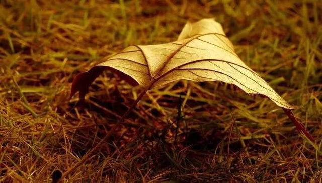 秋天再见,冬天你好的说说