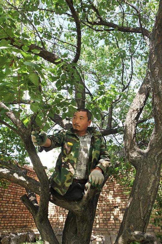 7月10日,王晓兵在给自家的杏树剪枝.