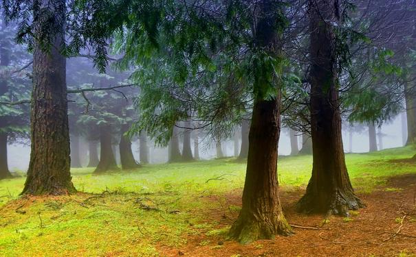 树林的句子短句唯美图片丛林穿越唯美语录