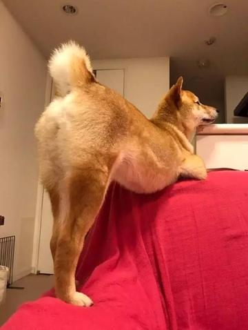 翘臀撸管健身运动表情