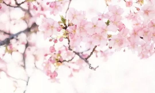 春天是一缕缕轻轻吟唱的和风,一捧温暖明亮的阳光;春天是声声婉转