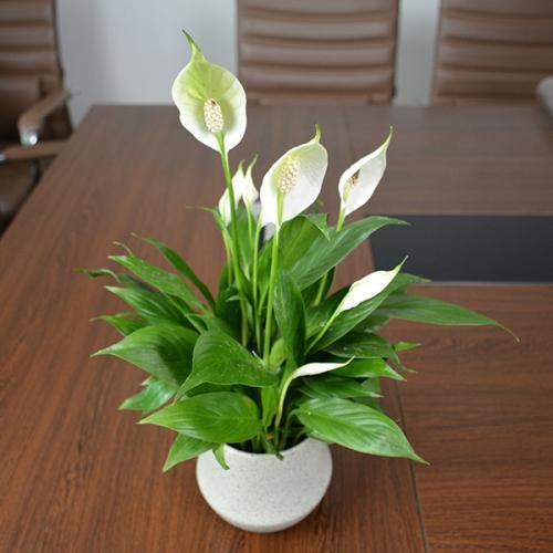 回农村看见这花,千万要多采几株养在屋里,四季飘香,养眼更健康