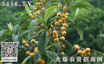 福建枇杷哪个季节成熟