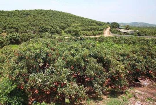 6月期间,越南北江省陆岸县的荔枝园已经进入成熟期.