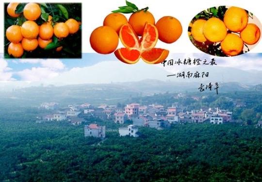 湖南麻阳冰糖橙