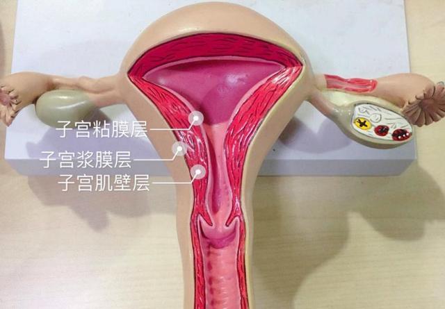 了解子宫周期变化的主要方法