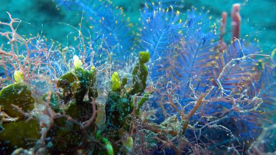 4k海底生物特写(7分钟合集)_3840x2160_高清视频素材