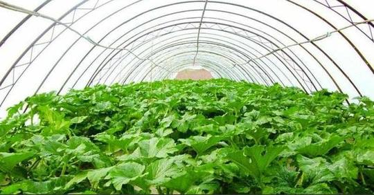赚钱的3种农村种植业，种好了亩产万元妥妥的