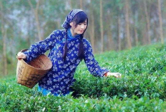 网友养了两个月的美女骗子，终于卖茶叶了!