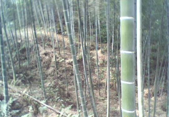 请注意:本图片来自融水县三防镇莫有贤木材加工厂&lt;/strong&gt;提供的长期优质毛竹