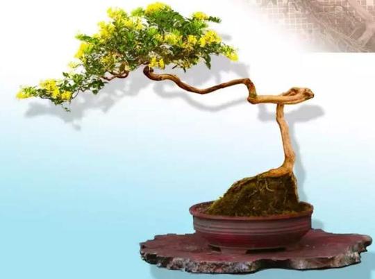 从小苗培育盆景桩和种植盆景下山桩的),刚开始适合小批量批发回来零售