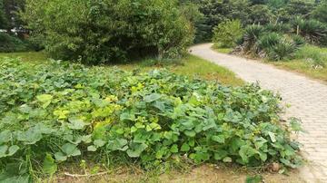 周口市哪里种豆子多些啊