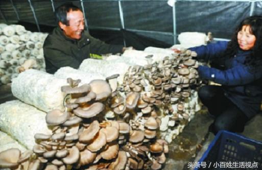 盘点安陆农村人的21种赚钱门路