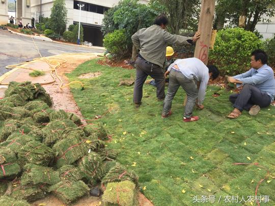 谁说农业不赚钱？农民耕地种植一种草，也能年获利近百万