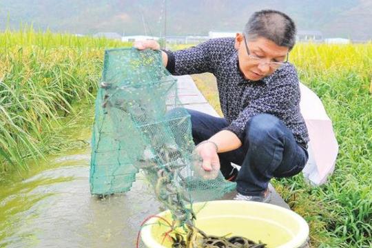 农村稻田5种赚钱养殖结合，致富就是这么简单
