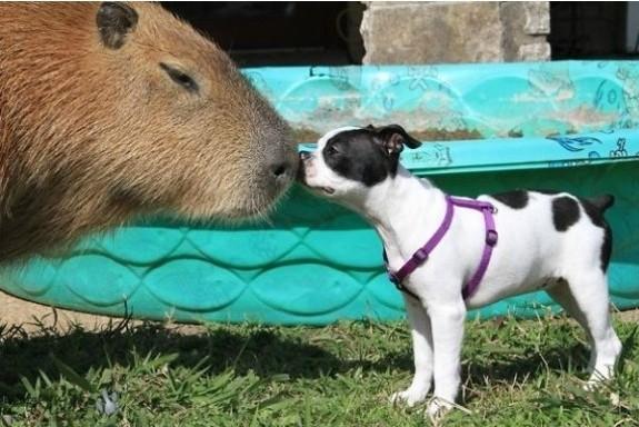 给孩子养宠物要满足什么条件 给孩子养宠物要满足什么条件