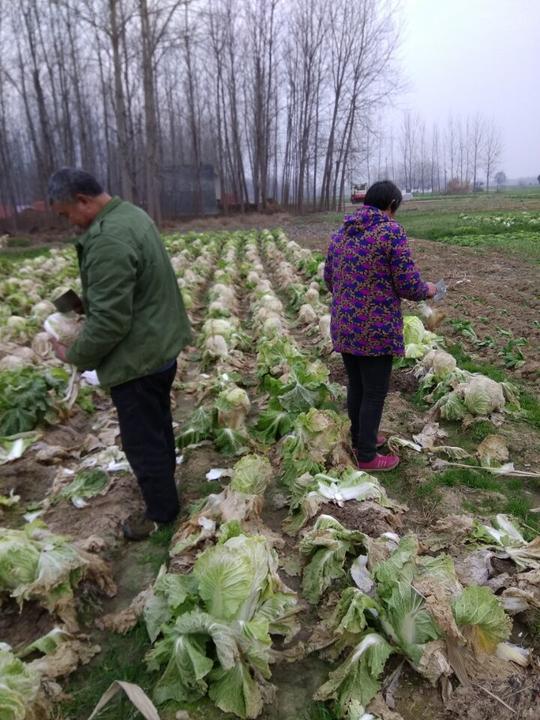7毛一斤的白菜，近距离接触农村老农砍白菜的一条龙