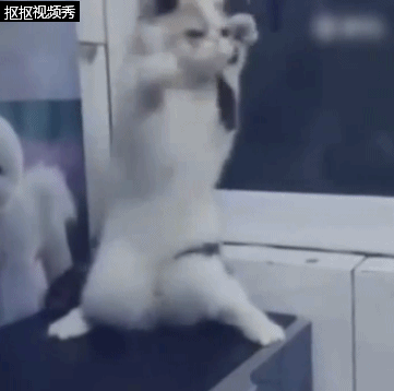  神经病猫搞笑QQ幽默表情包