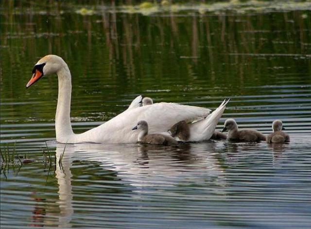 孩子去游泳怎么游比较好 孩子去游泳怎么游比较好