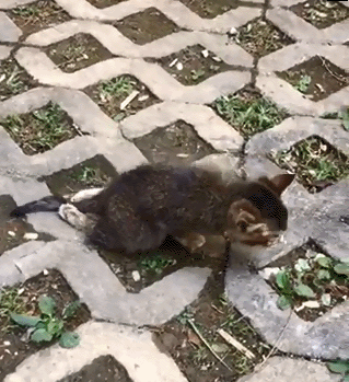 3月大瘫痪小猫只求贵人瞻养，治疗善款已有好心人凑够