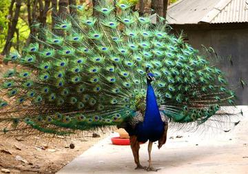 沈阳有孔雀么相关长尾关键词有哪些