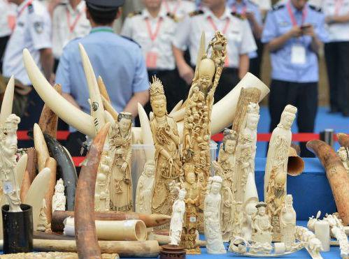 德媒关注中国将禁象牙贸易：打击黑市任重道远