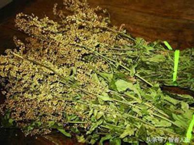 孩子扁桃体发炎会的肾炎吗