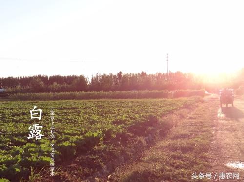 2019今日白露发朋友圈说说