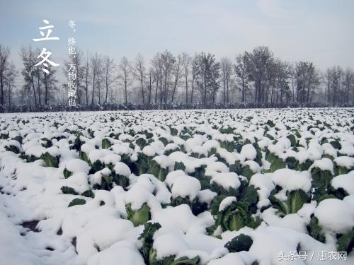 今天立冬的发朋友圈说说