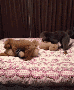 泰迪小色狗搞笑可爱萌萌哒gif