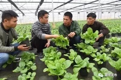 下村大学生返乡创业把蔬菜当盆栽养，并梦想成为新余的蔬菜种植大王