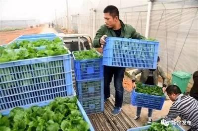 下村大学生返乡创业把蔬菜当盆栽养，并梦想成为新余的蔬菜种植大王