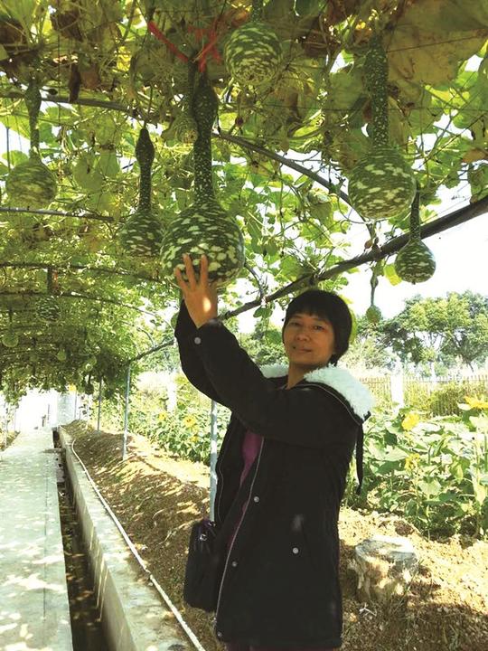 梦想在田园开花！她在一座工业城市坚持现代农业创业梦
