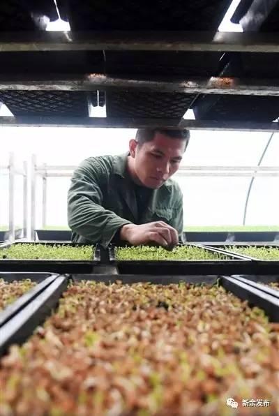下村大学生返乡创业把蔬菜当盆栽养，并梦想成为新余的蔬菜种植大王