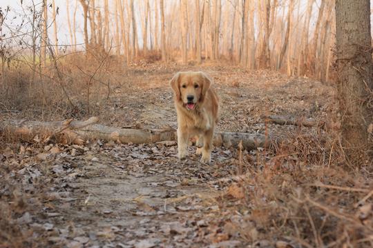 我家有只金毛犬doble