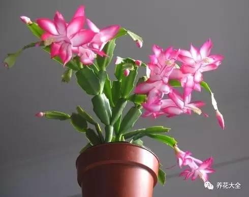 奥司他韦宝宝用量2019 奥司他韦宝宝用量2019