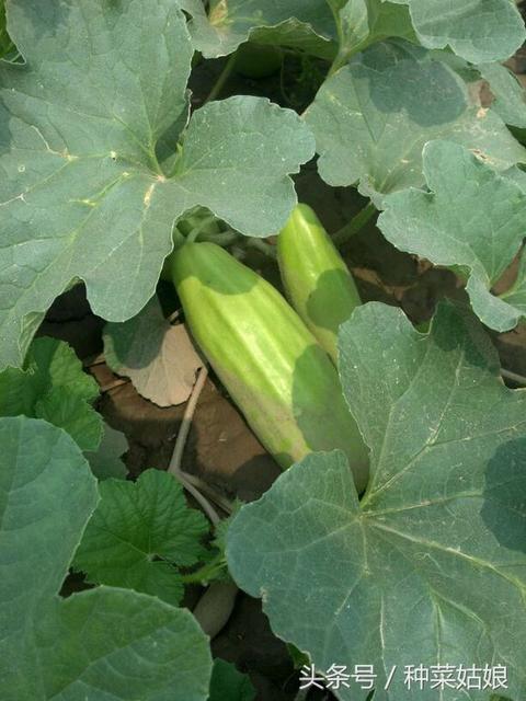 分娩方式有几种 分娩方式有几种