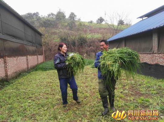 宜宾乡村爱情故事：夫妻养牛同心共筑致富梦