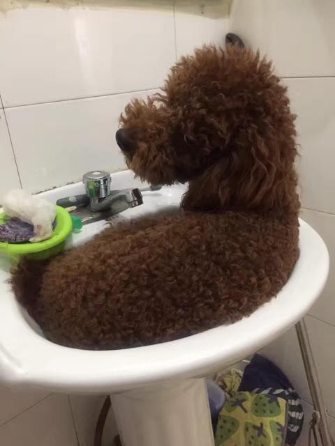 宝宝喝酸奶呕吐怎么办