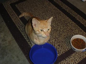 一只黄色猫咪坐在坐垫上gif图片