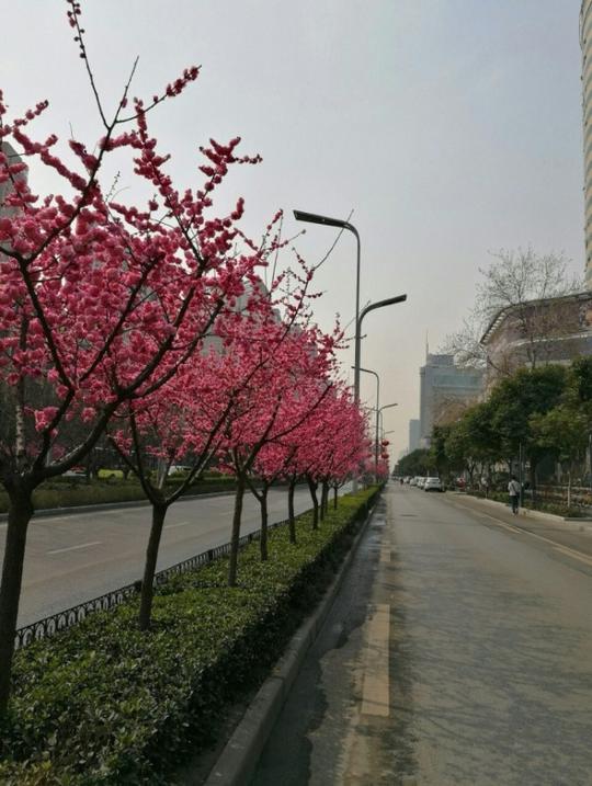 生态与科技的交融，高新路变身“梅花大道”春意浓