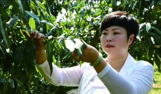 不做总经理回乡卖果蔬