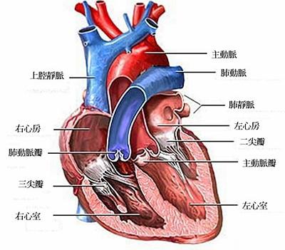 一直以来科学家都不知道心脏是如何跳动，现在可能终于有答案了
