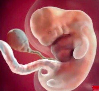 孕期胎儿发育最快是什么时期